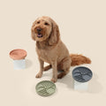 DriftCalm shallow slow feeder dog bowl with flowing channels for gentle calm mealtime enrichment